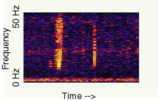 NOAA spectrogram of the 1997 Bloop recording. NOAA identifies its characteristics with icequakes; this is not an image of an animal.